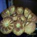 Muffins de naranja