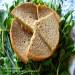Rozsbúza kenyér korianderrel, ánizssal és köménymaggal (sütő)