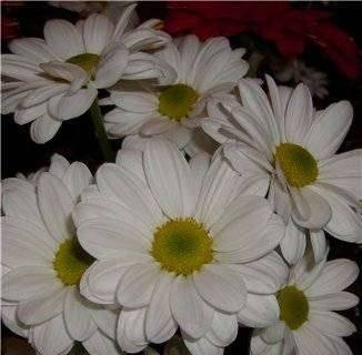 Chamomile chrysanthemums from mastic