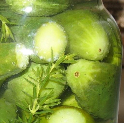 Pine-flavored cucumbers