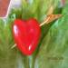 Cupid Arrow Tomatoes