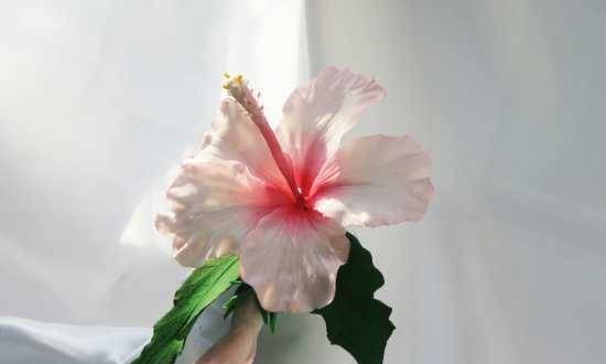 Hibiscus from mastic (master class)