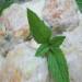 Chicken meatballs with mint in sour cream sauce for the Brand 6051 multicooker pressure cooker.