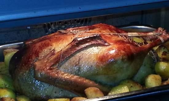 Oven goose, stuffed and garnished with semi-fried potatoes