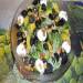 Krokante salade met avocado, peer, olijven en walnoten