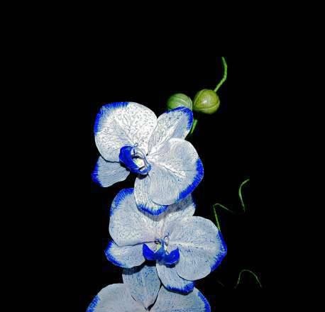 סחלבים Phalaenopsis (כיתת אמן)