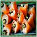 Daikon and carrot bells with shrimps