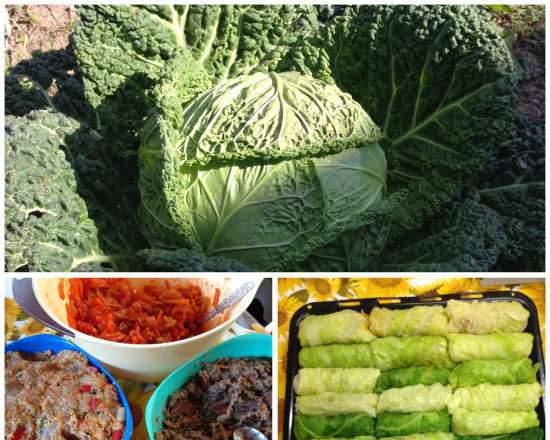 Peking cabbage stuffed cabbage with mushrooms and brown rice in a multicooker Redmond RMC-M 4502