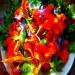Flower and vegetable salad