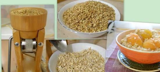 Home-made crimped grain (cereals) and porridge made from it