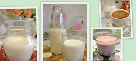 Vegetable milk and vegan cream made from pine nut meal