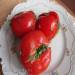Salted tomatoes in a quick way (recipe of I.I.Lazerson)