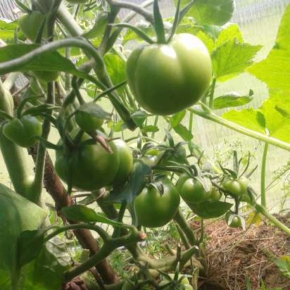 Te fermentat a base de fulles de jardí i plantes silvestres (classe magistral)