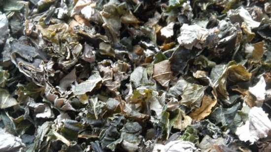 Erjesztett tea Ribizli előnyös fekete ribizli levelek és mások