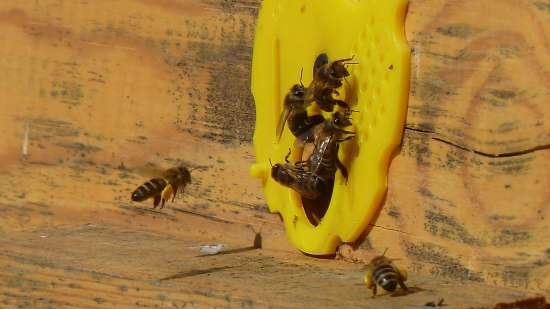 Bees love honey very much