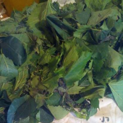 Mojito erjesztett tea menta levelekből, szőlőből és meggyből