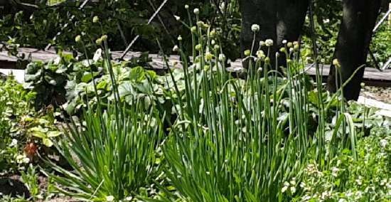 Te fermentat a base de fulles de jardí i plantes silvestres (classe magistral)