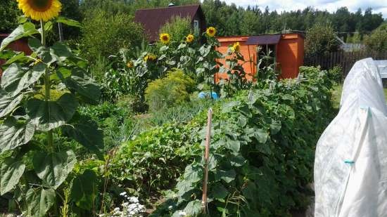 Ceai fermentat din frunze de grădină și plante sălbatice (master class)