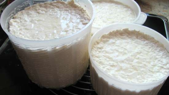 Sýr Camembert s kváskem pro labužníky