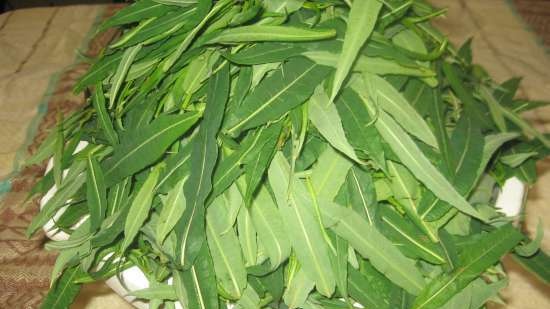 Té de Ivan (fermentación de hojas de fireweed) - clase magistral