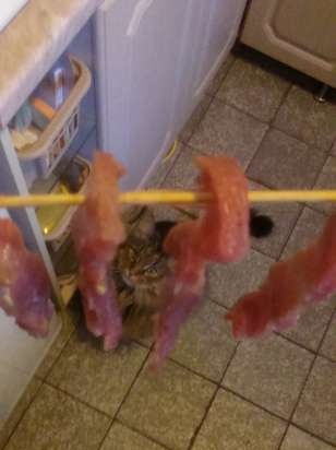 Carne e pesce essiccati (o dedicati agli amanti dei gatti)