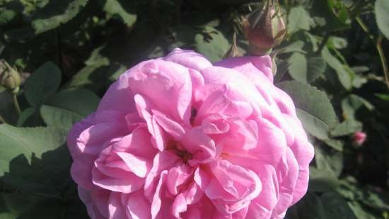 Marmellata di petali di rosa Gulbesheker