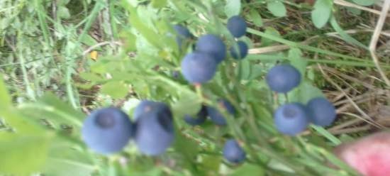Naturlige blåbær i egen juice