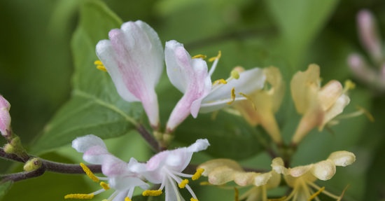 What to cook with honeysuckle?