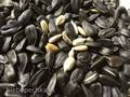 Roasted sunflower seeds in multicuisine DeLonghi