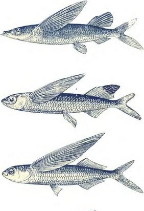 Distribuzione di pesci volanti negli oceani