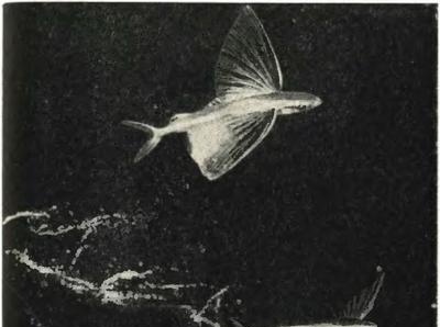 Distribution of flying fish in the oceans