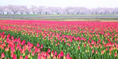 The history of tulip cultivation