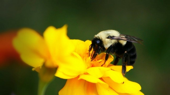 Comparison of bumblebees and bees