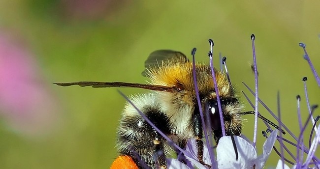 Porównanie trzmieli i pszczół