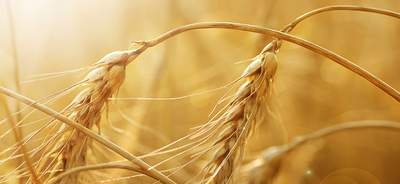 Wheat germ properties