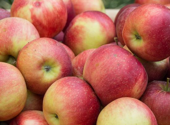 Jak dłużej przechowywać świeże jabłka?