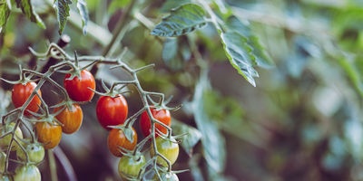 Growing tomatoes efficiently