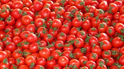 Growing tomatoes efficiently