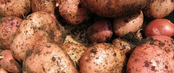 How to grow good potatoes