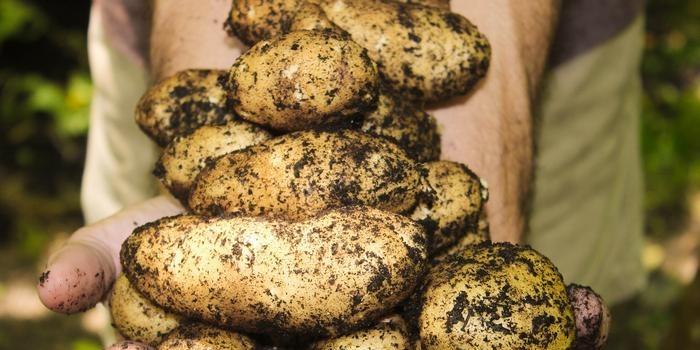איך מגדלים תפוחי אדמה טובים