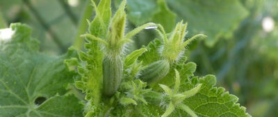 Features of growing cucumbers in our climate