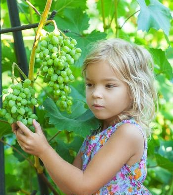 Problemy związane z uprawą winorośli