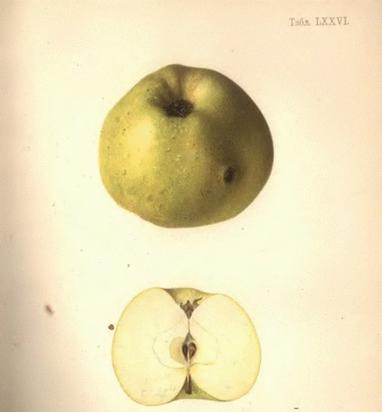 The history of the home apple variety "Renet Simirenko"