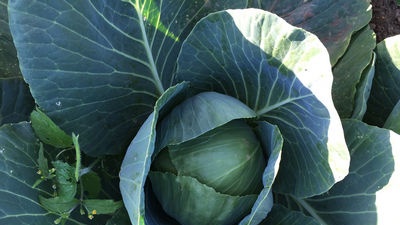 Questions of growing cabbage and cauliflower