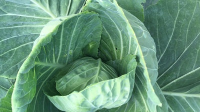 Questions of growing cabbage and cauliflower