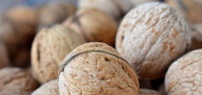 Walnut varieties in Uzbekistan