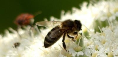 Egy méhcsalád élete télen