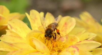 Pszczoły bardzo kochają miód