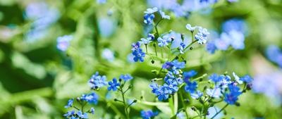 Children about growing roses and forget-me-nots