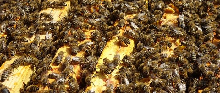 Organizzazione apiario